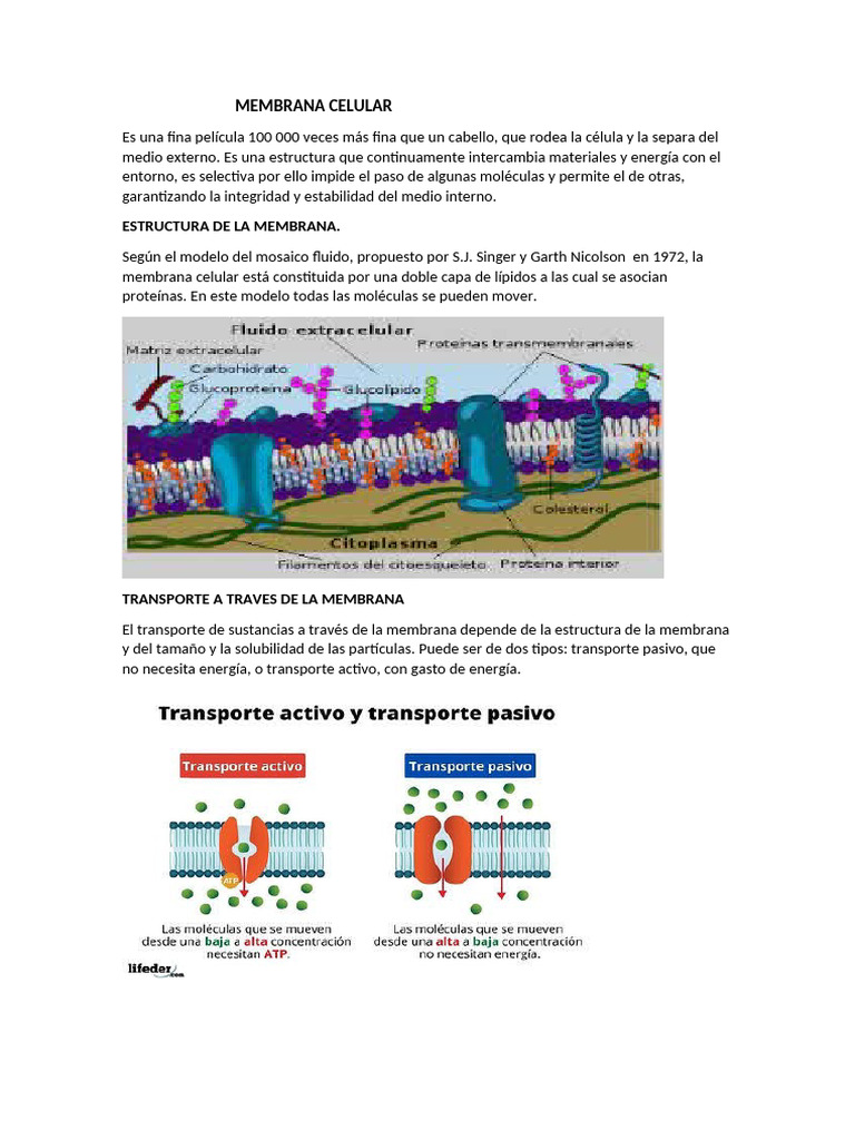 Estructura y funciones de la membrana celular | PDF
