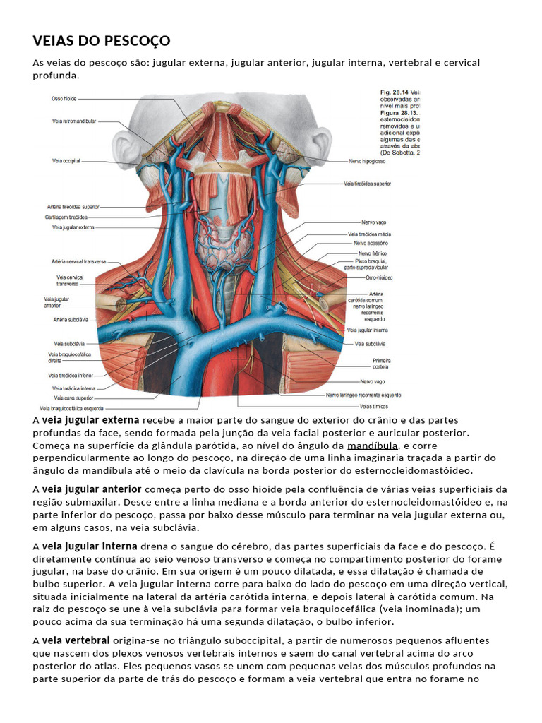Principais Veias do Pescoço | PDF