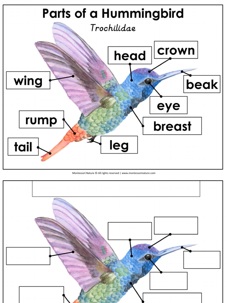 Hummingbird Learning Activities Montessori Nature Freebie | PDF