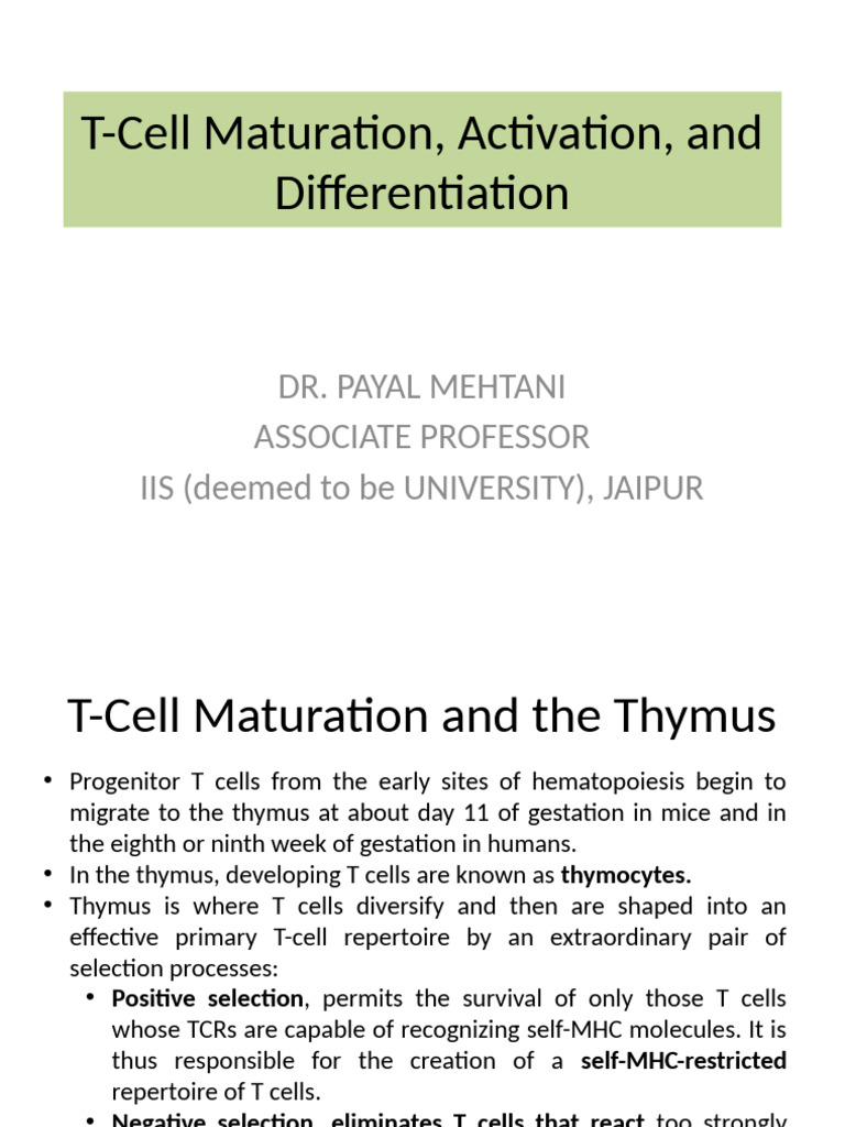 T-Cell Maturation in the Thymus | PDF | T Cell | Lymphatic System