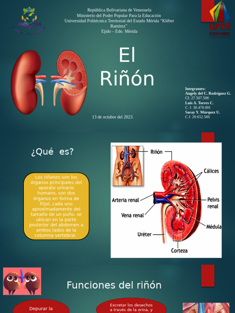 El Riñon 2 | PDF | Riñón | Diabetes