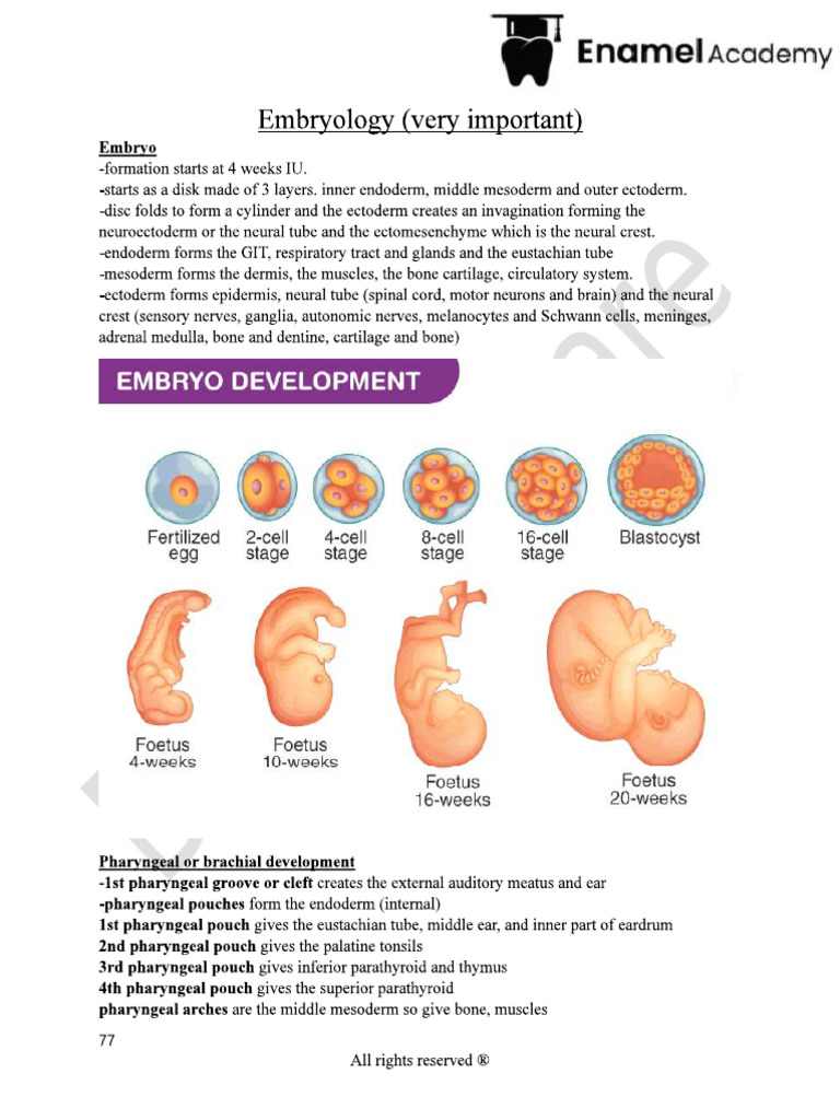 Embroyology Sample | PDF