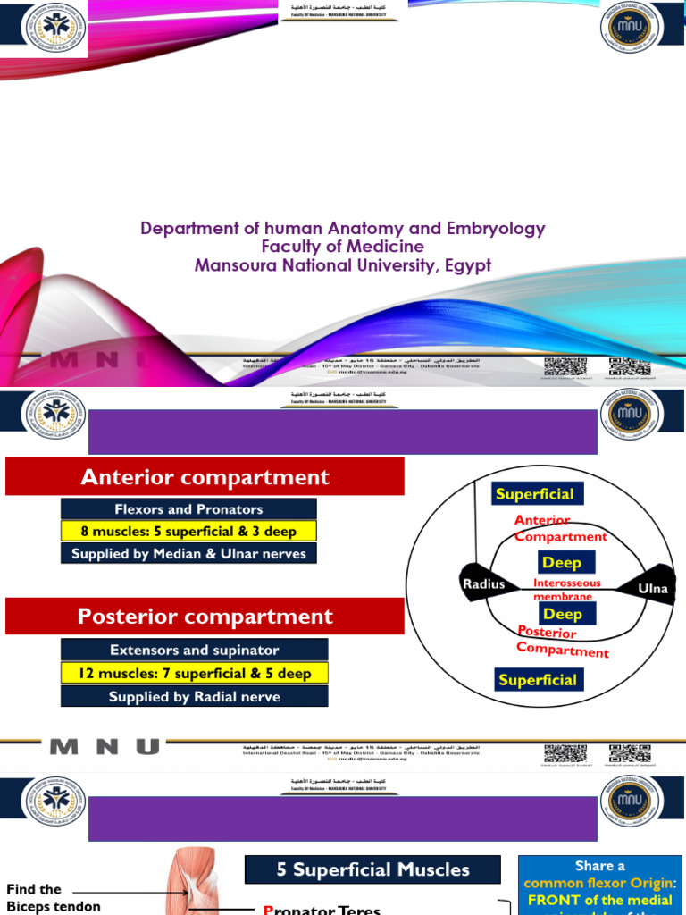 p3 Practical Forearm Hand | PDF | Thumb | Anatomical Terms Of Motion