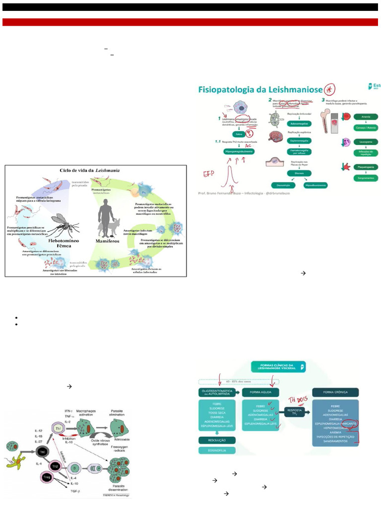 Leishmaniose Visceral: Fisiopatologia e Tratamento | PDF | Leishmania ...