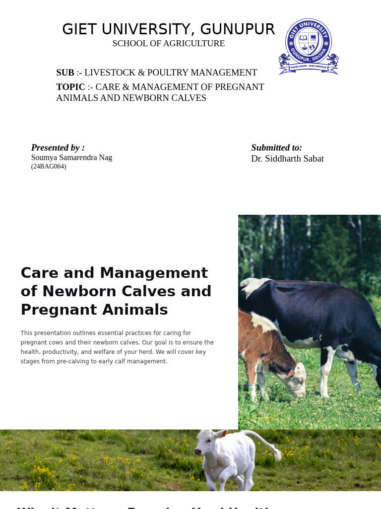 Care & Management of Pregnant Cows and Calves | PDF | Cattle | Weaning
