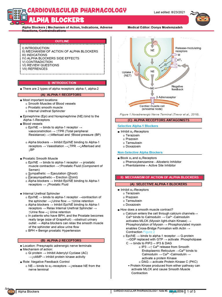 Alpha Blockers Mechanism of Action, Indications, Adverse Reactions ...