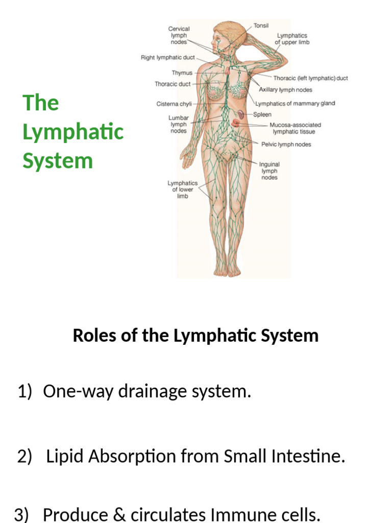 Overview of the Lymphatic System | PDF | Lymphatic System | Lymph Node