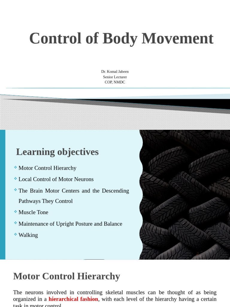Lecture-15 (Physiology) Control of Body Movement | PDF | Motor Neuron ...