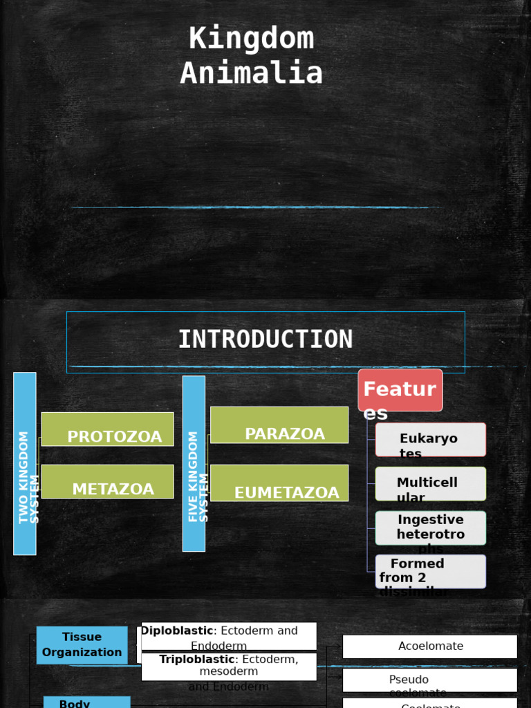 Overview of Kingdom Animalia | PDF | Zoology