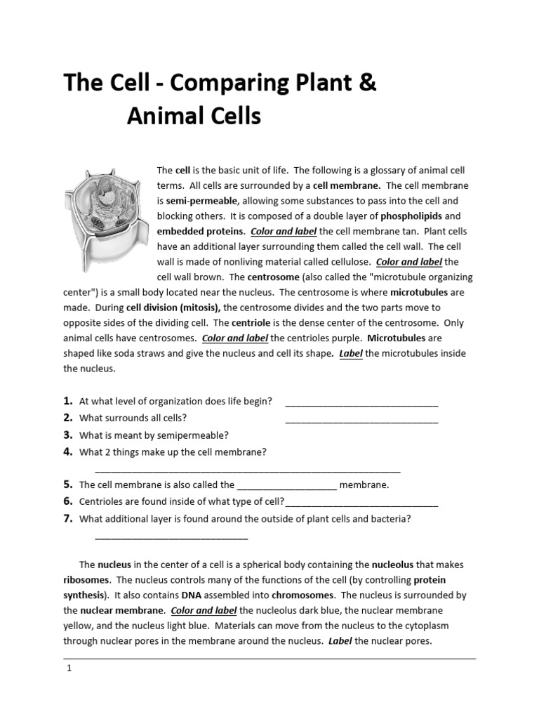 The CELL Comparing Plant and Animal Cell Worksheet | PDF | Endoplasmic ...