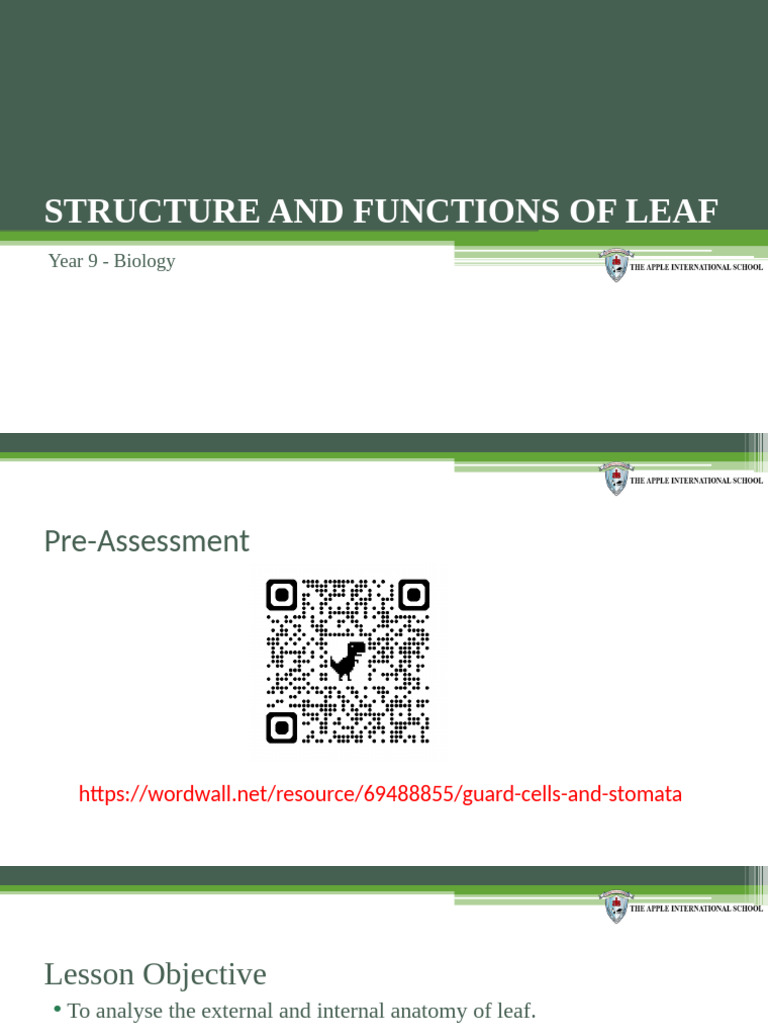 Leaf Structure and Functions Overview | PDF | Leaf | Photosynthesis