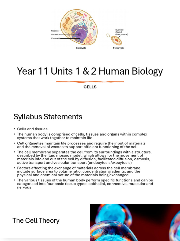Year 11 Human Biology: Cell Structure & Function | PDF | Cell Membrane ...