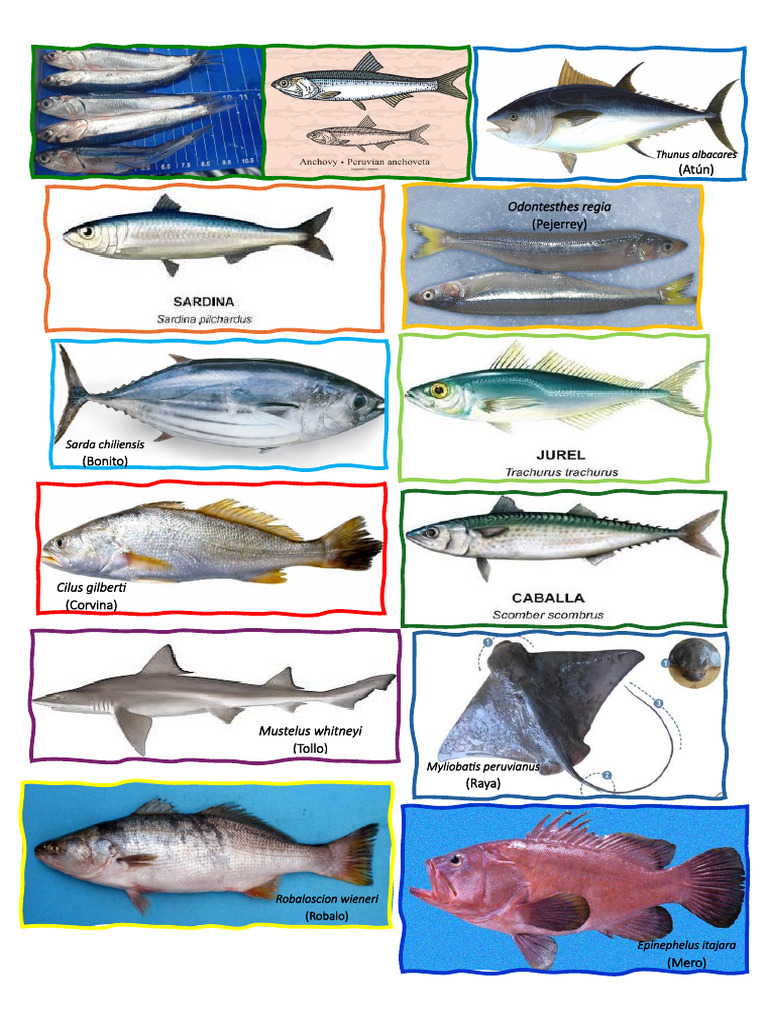 Especies Marinas del Perú | PDF | Tortuga marina | Zoología