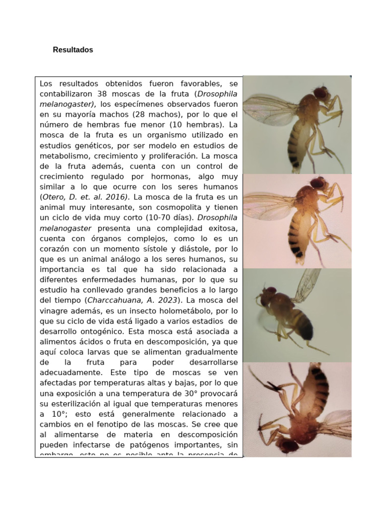 Drosophila | PDF | Drosophila melanogaster | Mosca