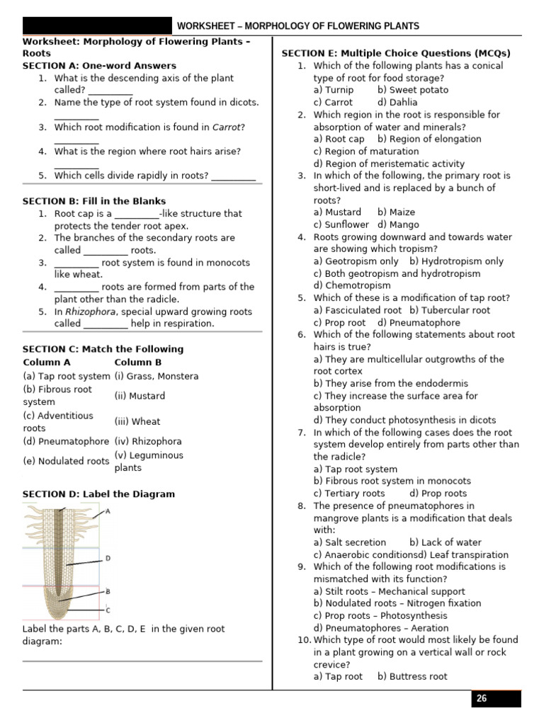 Fasciculated Roots in Dahlia | PDF | Root | Plant Stem