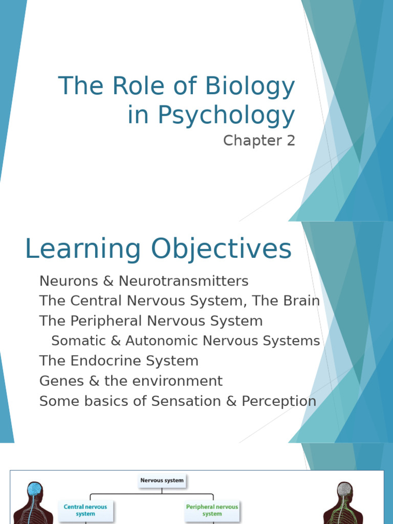 Ch. 2 & 5 Biology, Sensation, & Perception | PDF | Nervous System ...