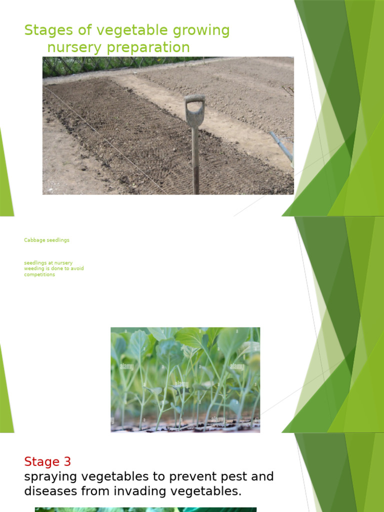 Stages of Vegetable Growing | PDF