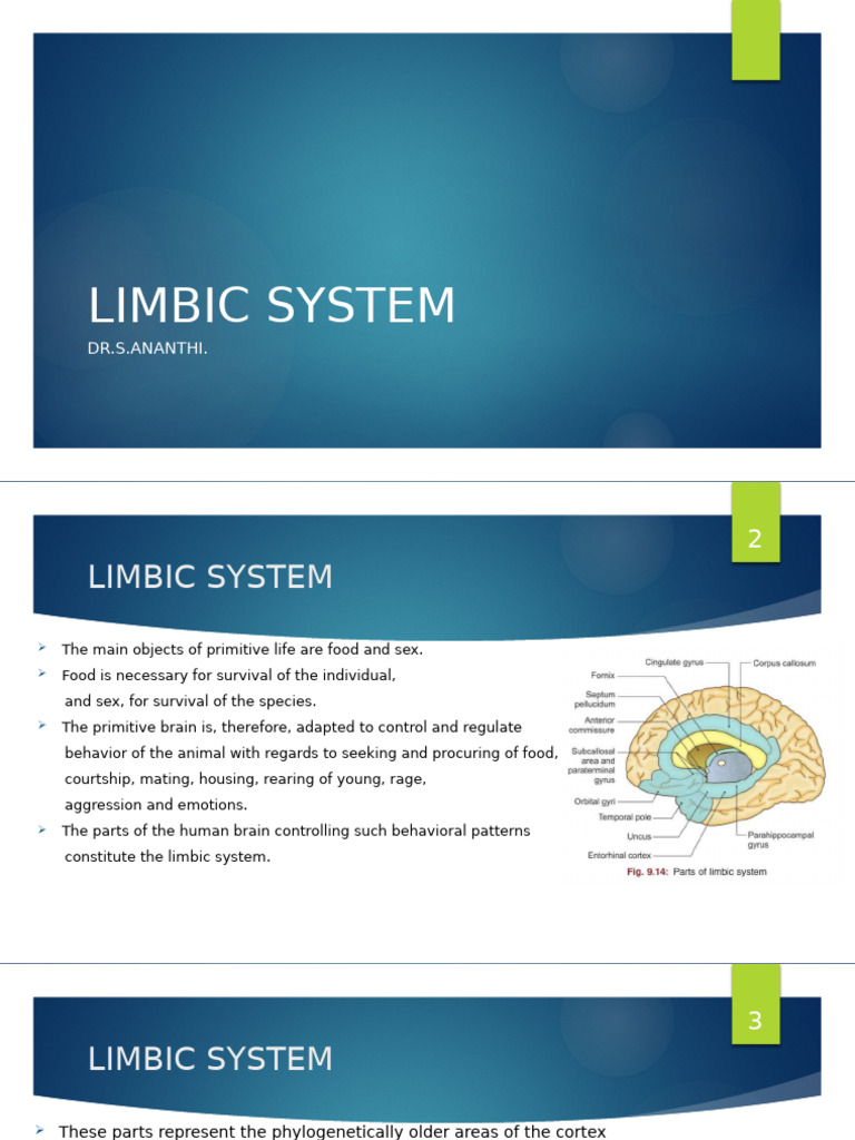 Understanding the Limbic System Functions | PDF | Limbic System ...