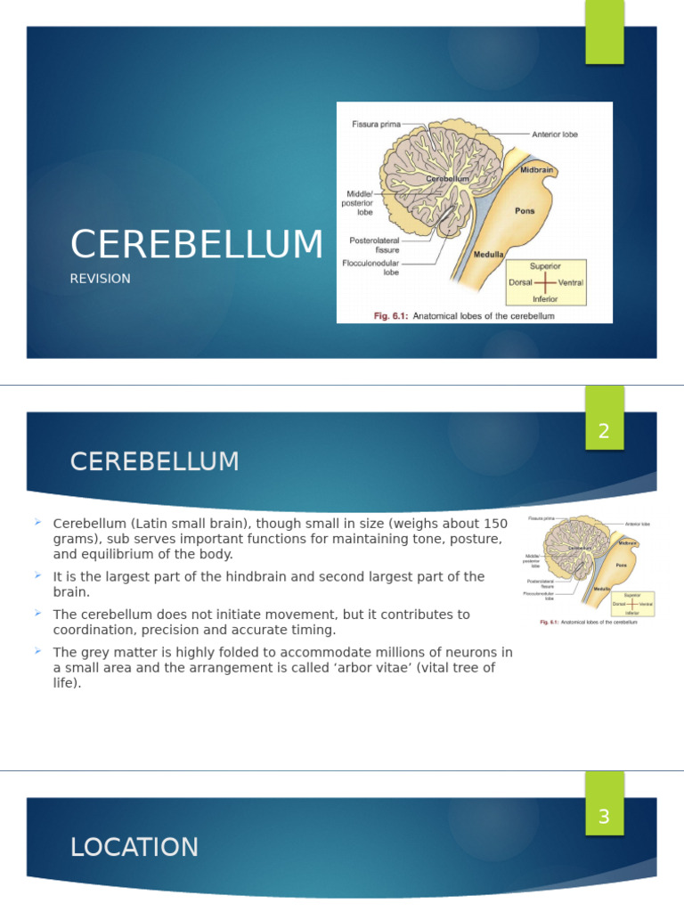 Cerebellum Anatomy and Functions Guide | PDF | Cerebellum | Human Anatomy