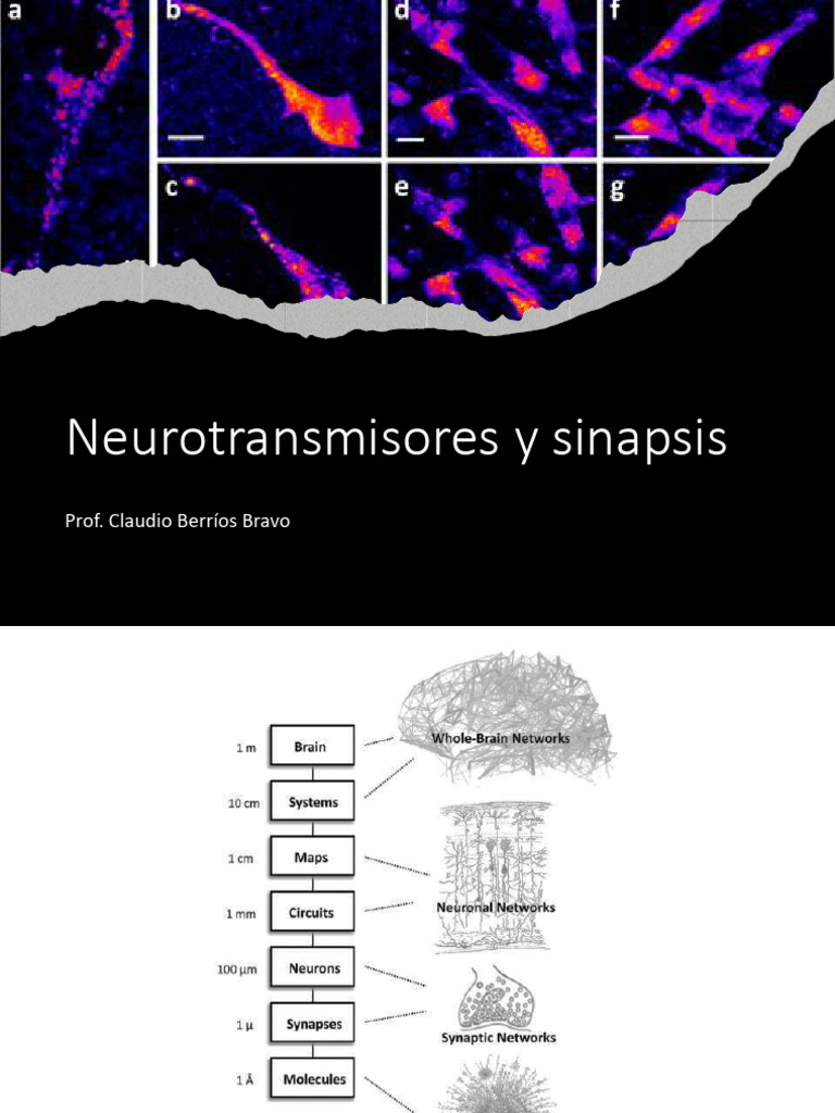 Neurotransmisores y Sinapsis en Neurología | PDF | Axon | Neuron