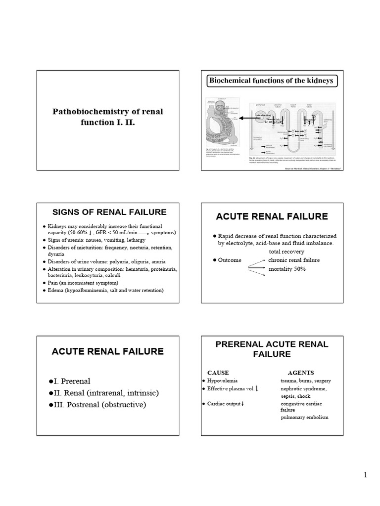Pathobiochemistry of Renal Function | PDF | Kidney | Kidney Disease