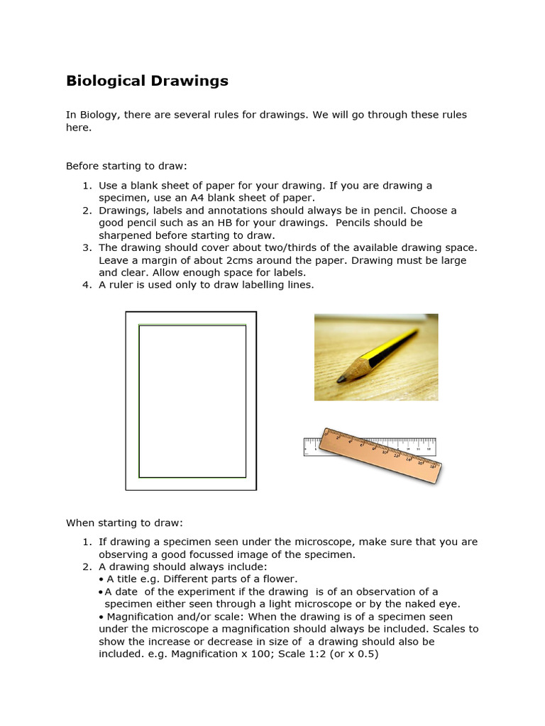 Biological Drawings | PDF | Drawing