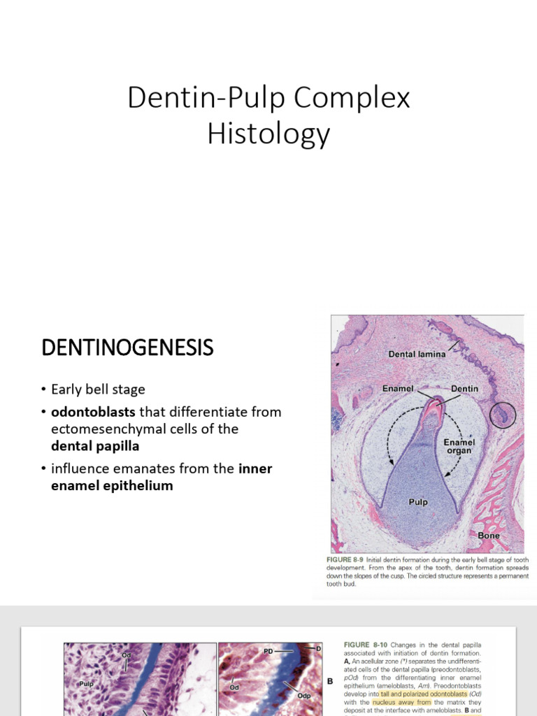 Dentin-Pulp Complex Histology Overview | PDF