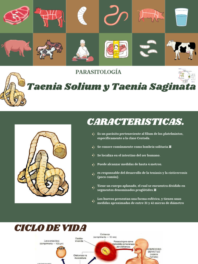 Taenia Solium: Cisticercosis y Medidas | PDF | Medicina CLINICA ...