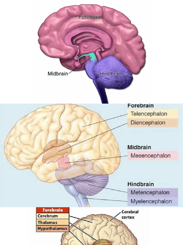 Forebrain | PDF
