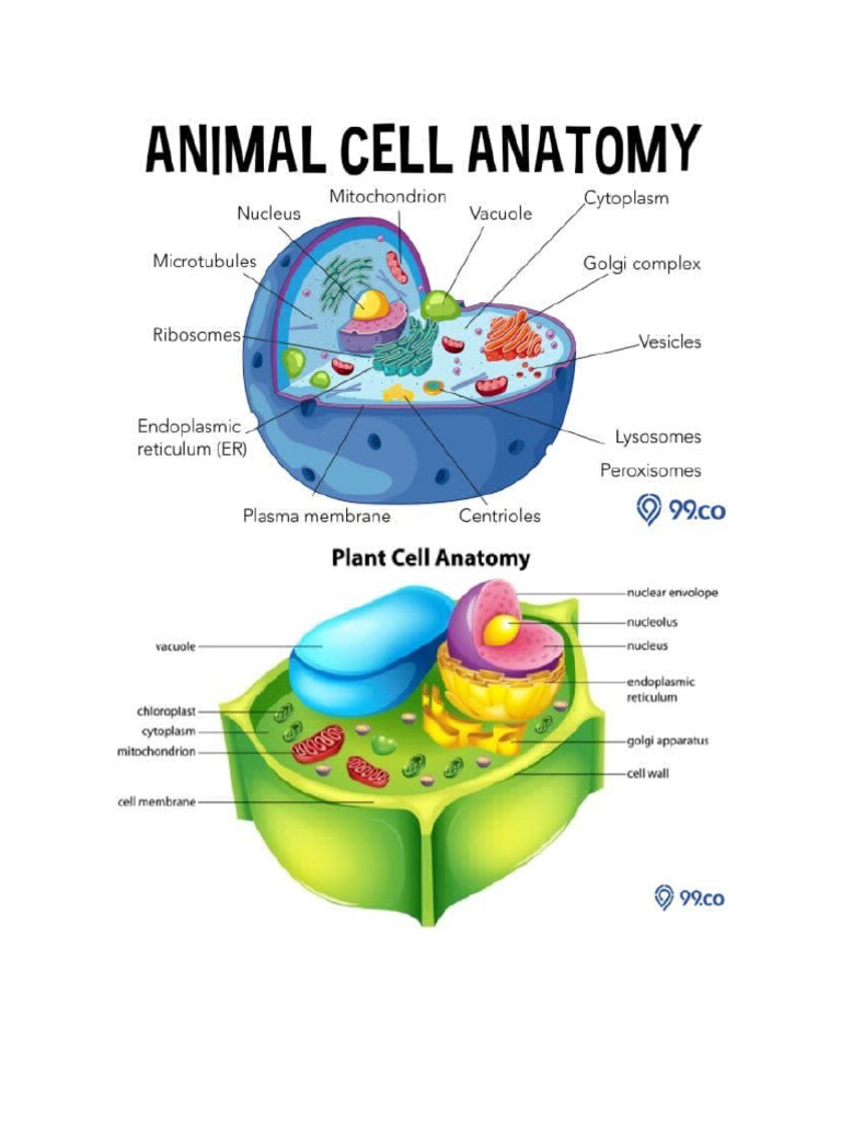 Sel Sel | PDF