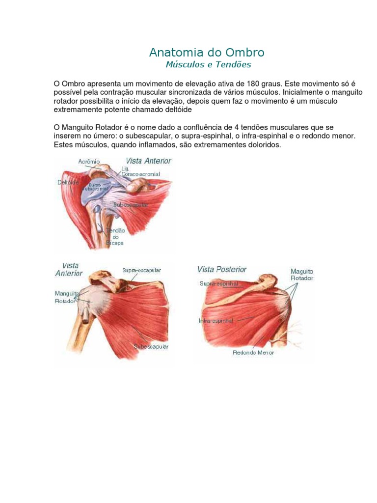 Anatomia Dos M sculos Do Ombro PDF