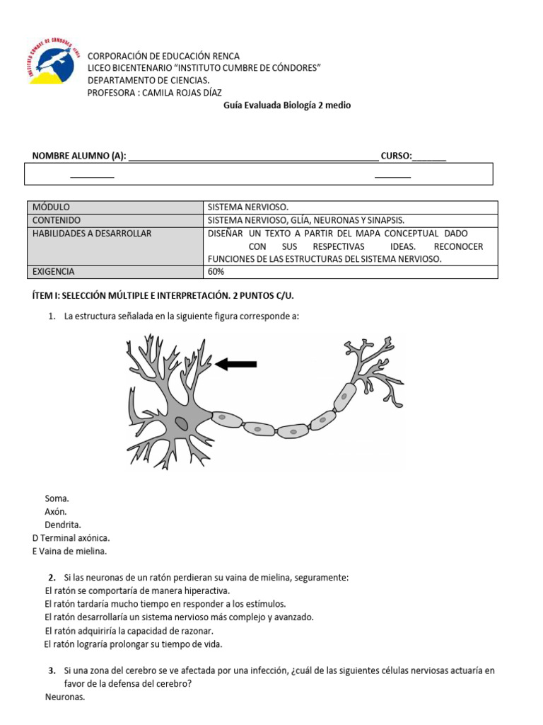 Guía de Biología: Sistema Nervioso 2° Medio | PDF | Neurona | Sinapsis