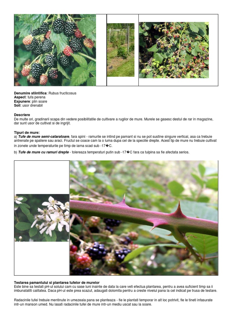 Mure | PDF