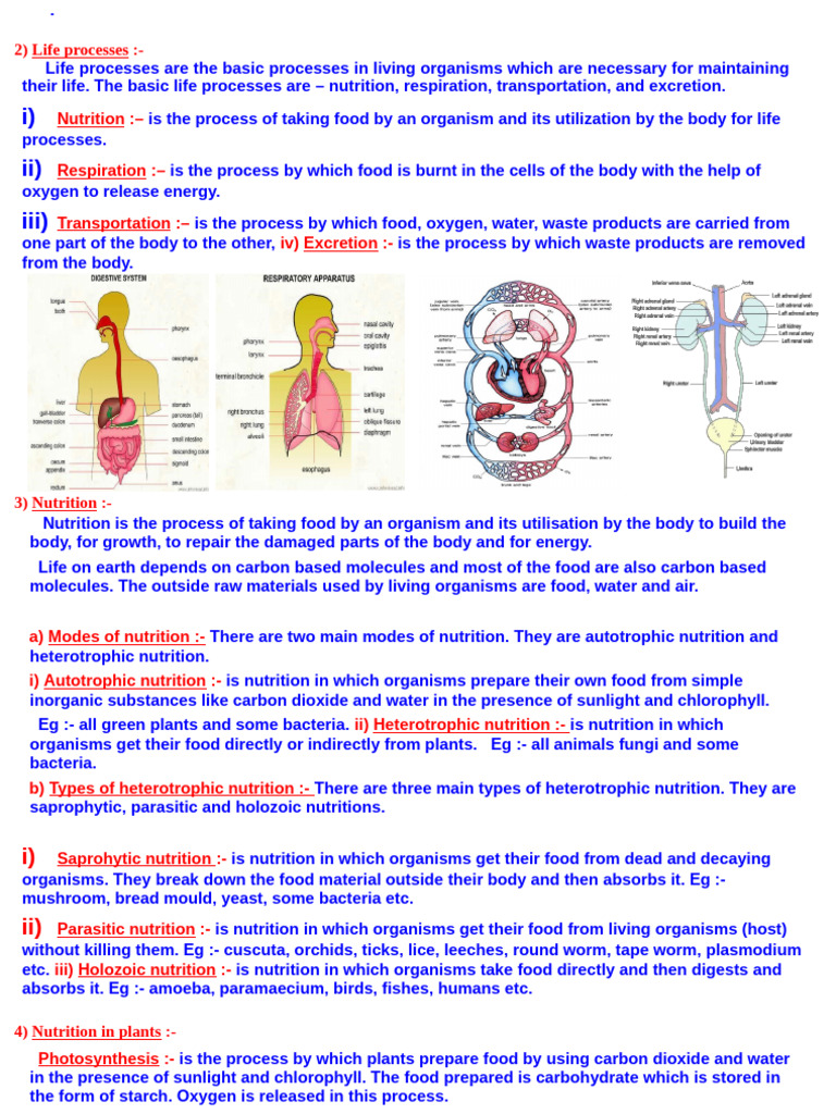 Essential Life Processes Explained | PDF | Cellular Respiration ...