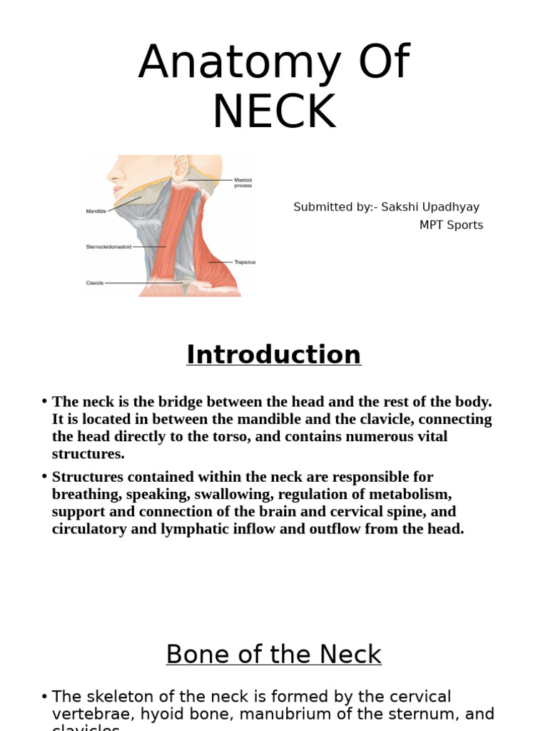 Anatomy of the Neck: Structures & Functions | PDF | Neck | Vertebral Column