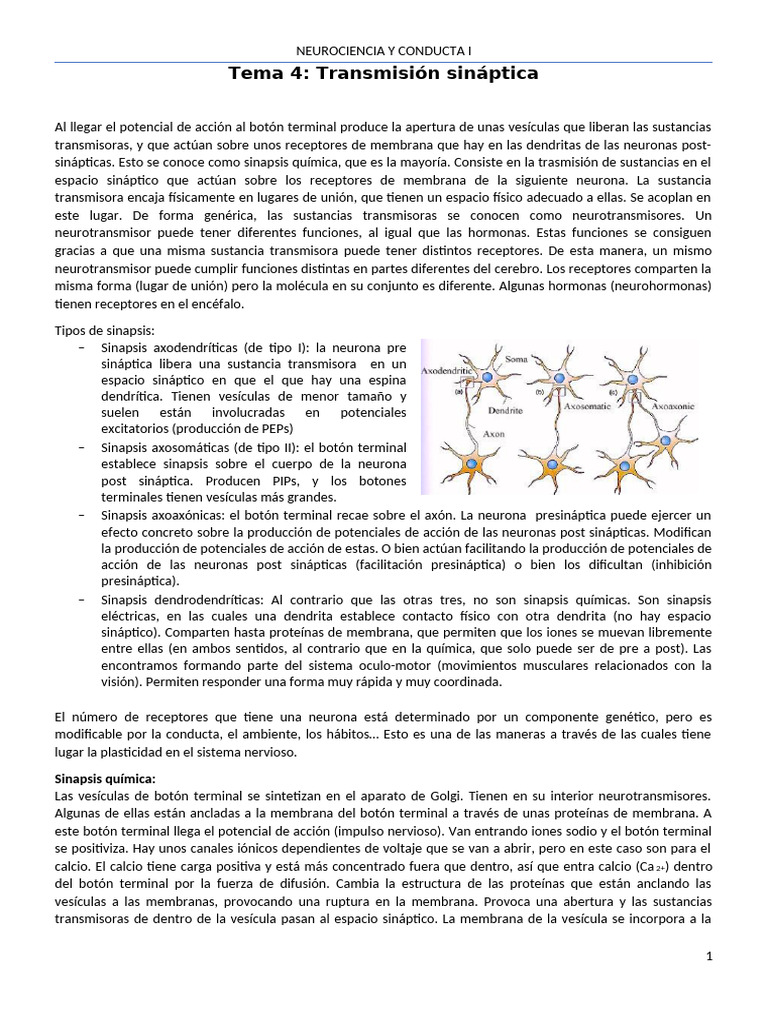 Tipos y Mecanismos de Sinapsis Neuronal | PDF | Sinapsis | Sinapsis química
