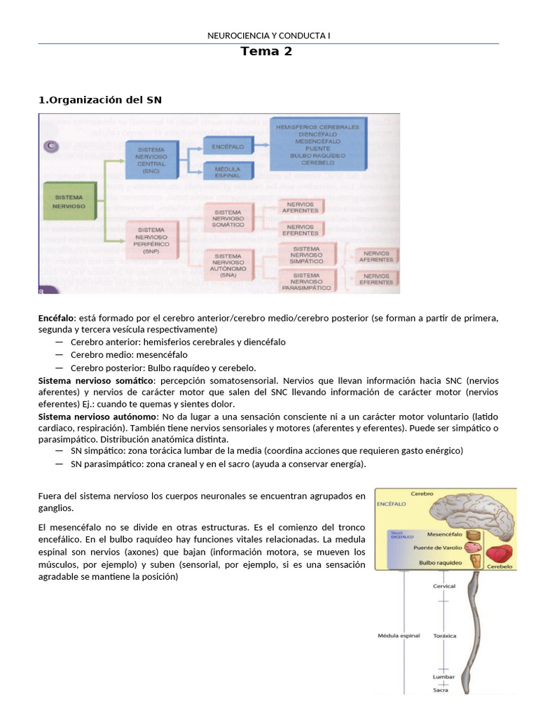 Estructura y Función del Sistema Nervioso | PDF | Neurona | Sistema ...