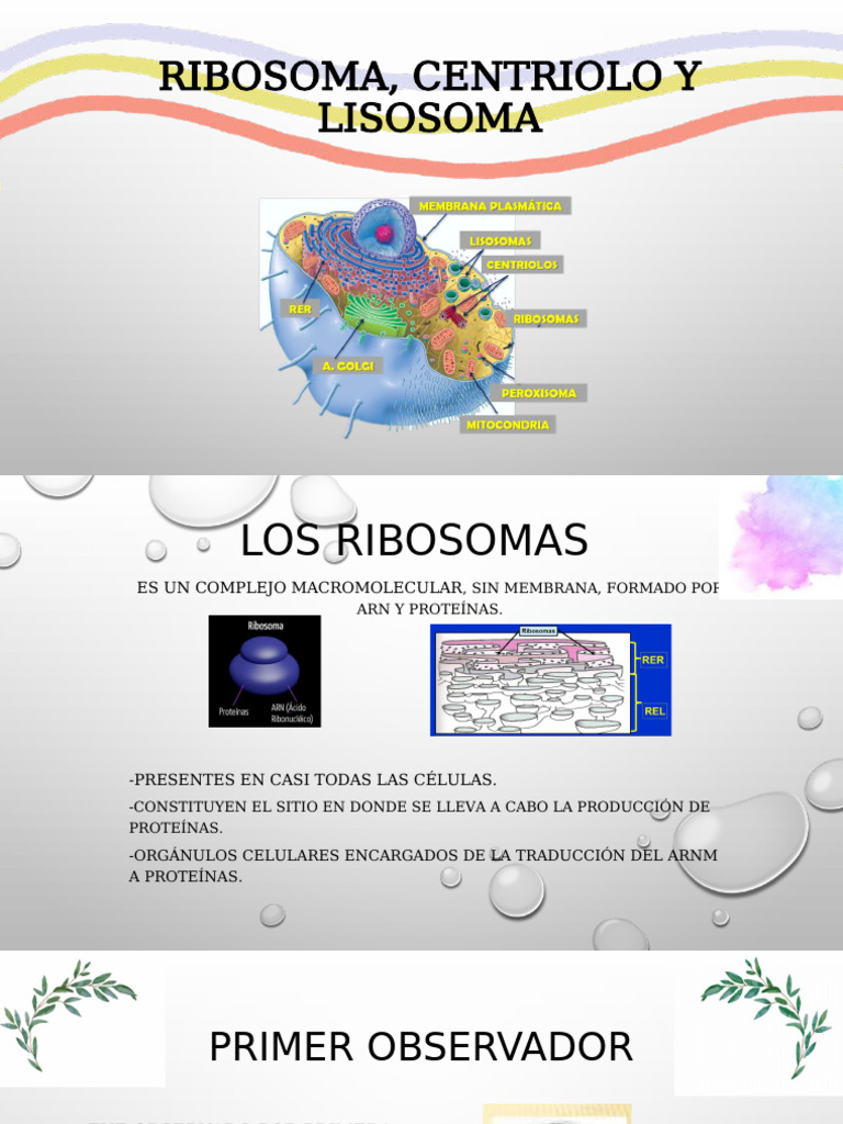 Ribosomas, Centriolos y Lisosomas: Funciones y Características | PDF ...