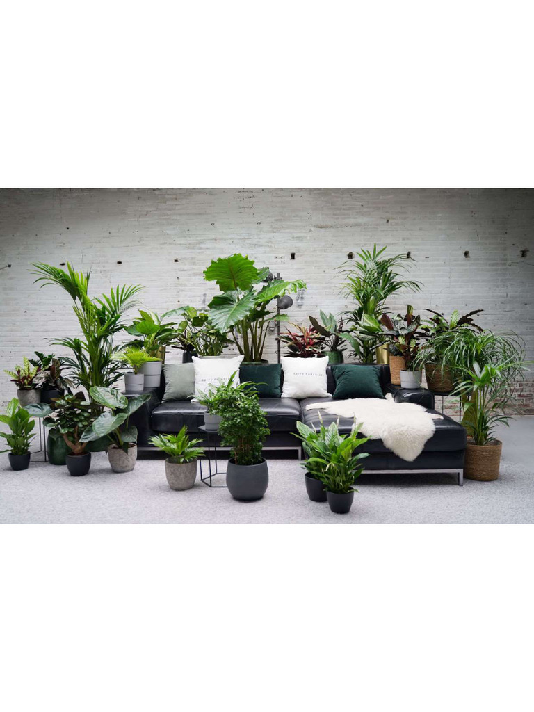 Decorum Plants | PDF