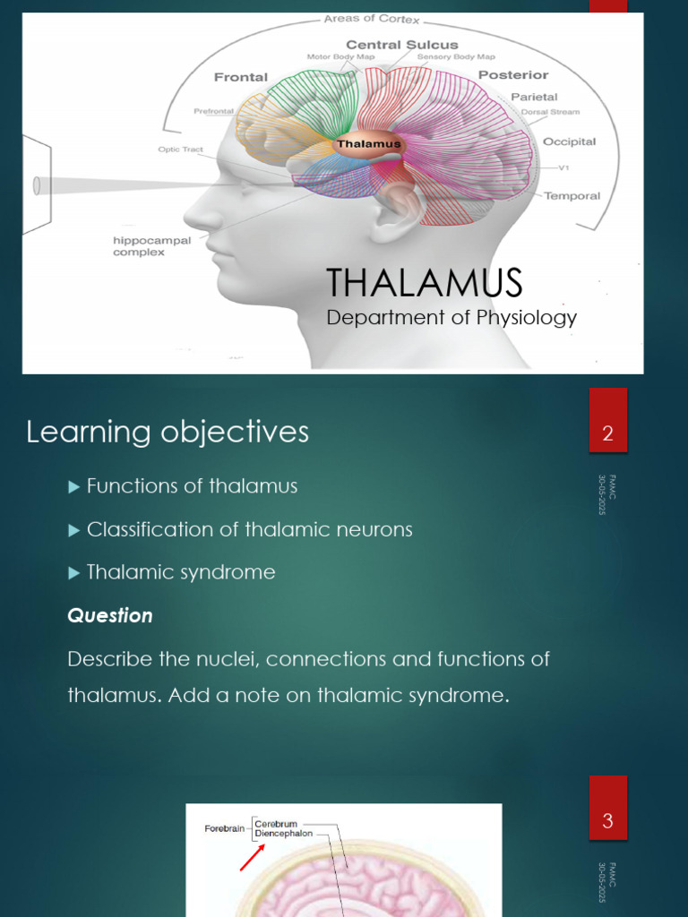 Thalamus MBBS 30.05.2025 | PDF | Thalamus | Cerebellum