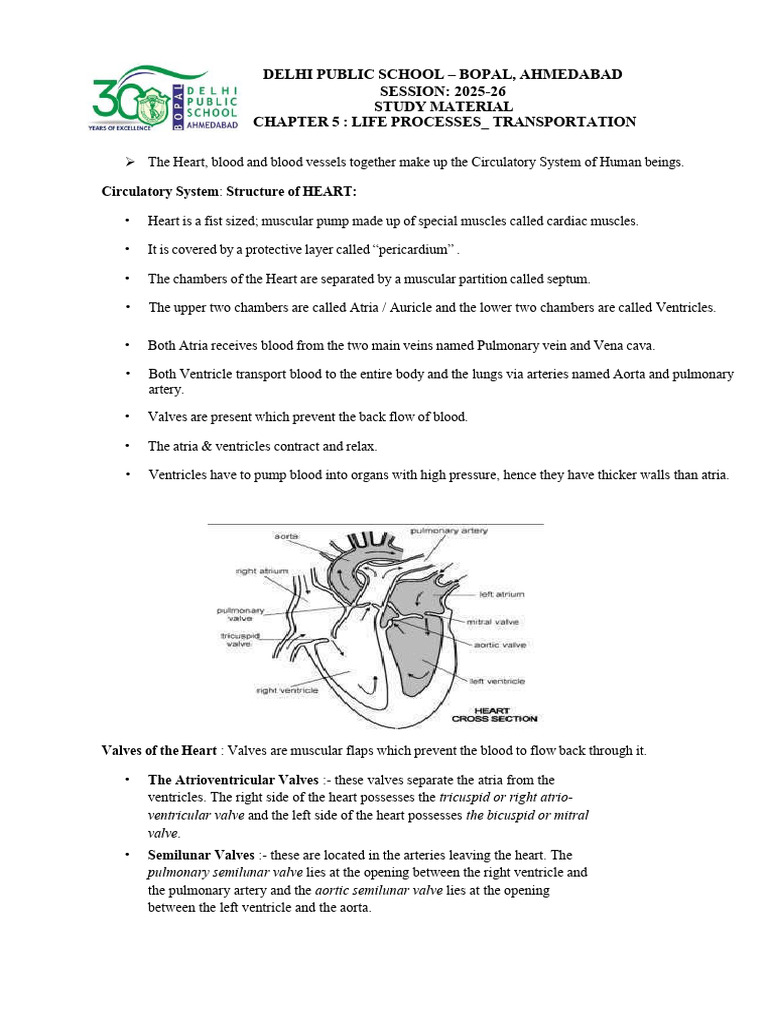 Year 6 Circulatory System Overview | PDF | Heart Valve | Circulatory System