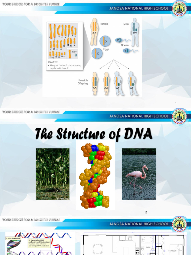 GenChem 1 Q2 Structure of DNA HO | PDF | Dna | Nucleotides