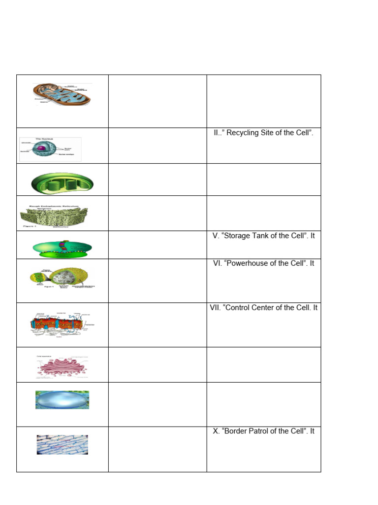 Cell Organelles Matching Worksheet | PDF | Cell (Biology) | Endoplasmic ...