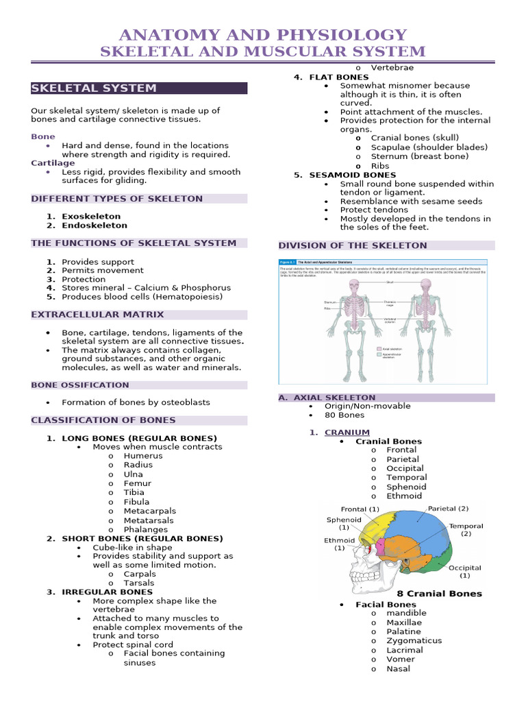 Anatomy of Skeletal and Muscular Systems | PDF | Skeleton | Skeletal Muscle