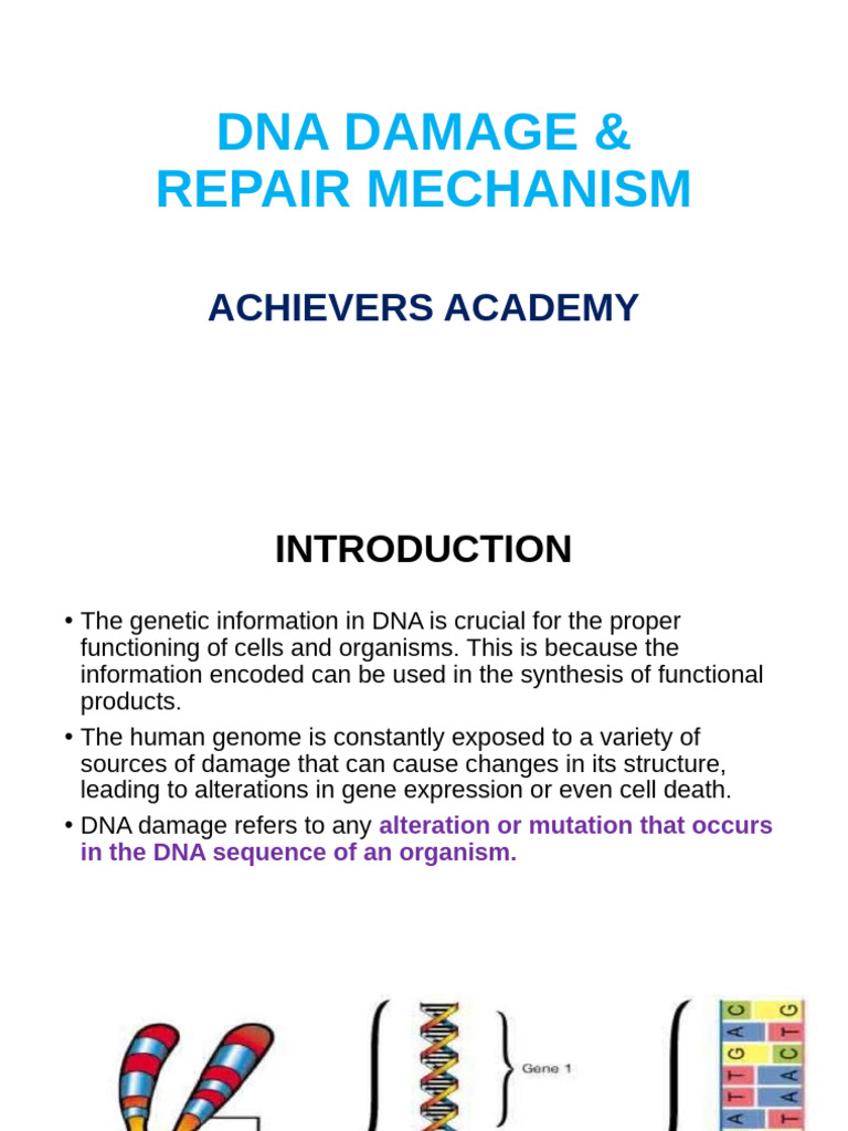 Dna Damage and Repair Mechanism | PDF | Dna Repair | Dna