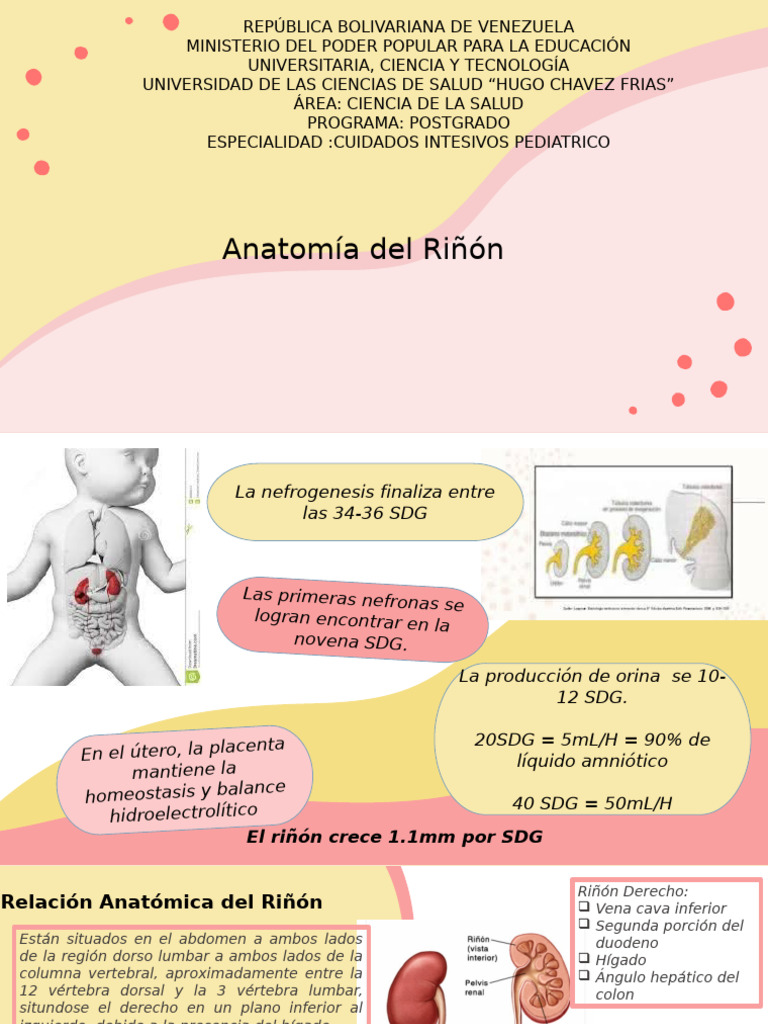 Anatomía Del Riñón | PDF | Riñón | Órgano (anatomía)