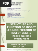Types and Anatomy of Insect Legs | PDF | Insects | Arthropods