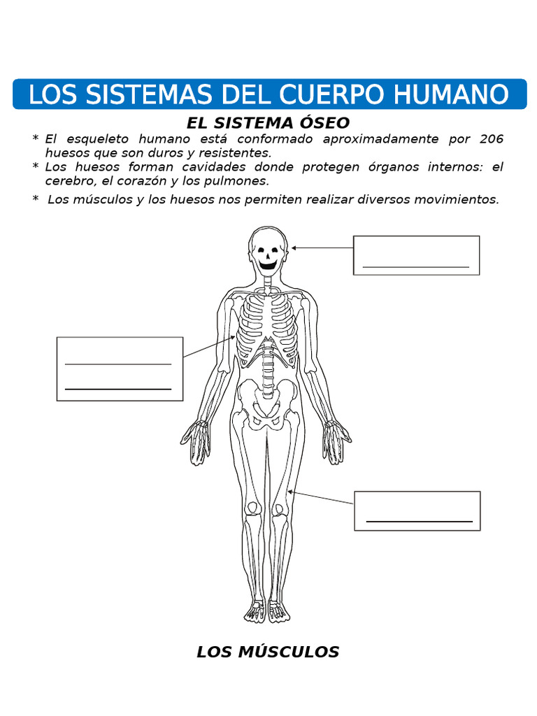 Los Sistemas Del Cuerpo Humano Para Primero de Primaria | PDF