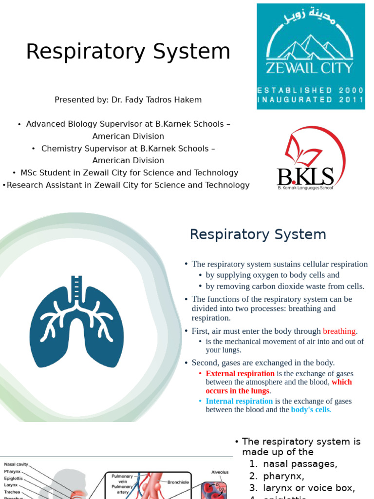 Overview of the Respiratory System | PDF | Respiratory System ...