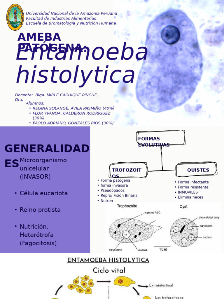 Quistes de Entamoeba histolytica | PDF | Sistema digestivo | Inmunología